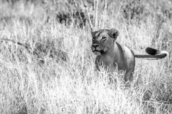 Eine Löwin, die im Gras geht. — Stockfoto