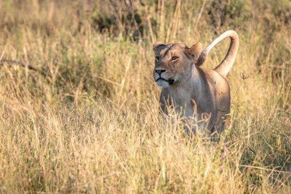 Una hembra León caminando en la hierba . — Foto de Stock