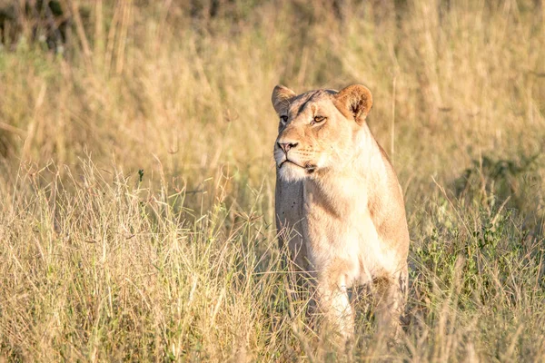 Une femelle lion marchant dans l'herbe . — Photo