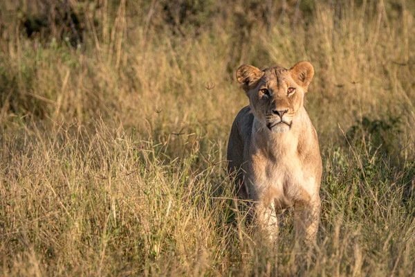 Une femelle lion marchant dans l'herbe . — Photo