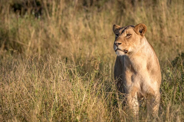 Une femelle lion marchant dans l'herbe . — Photo