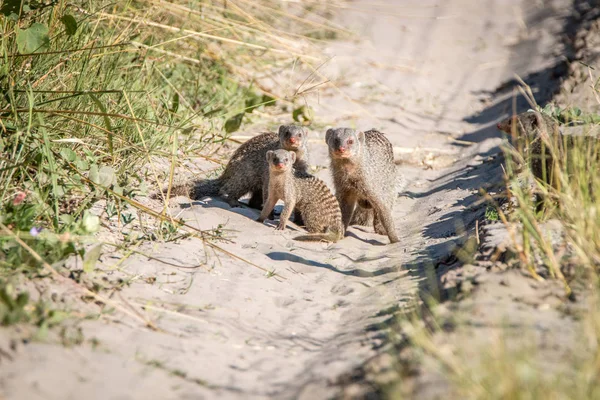 Dwa Banded mongoose na drodze. — Zdjęcie stockowe