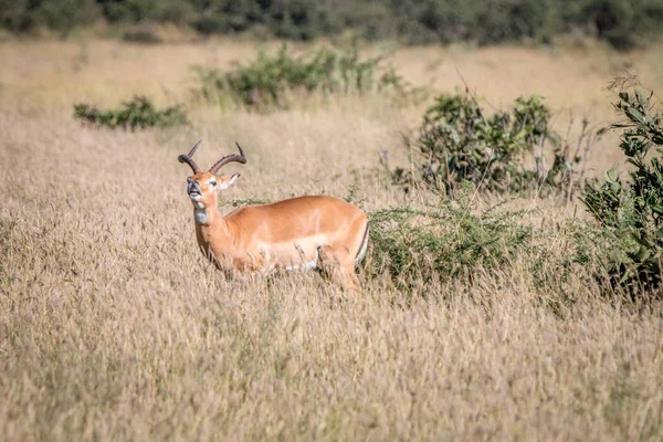 Ένα αρσενικό Impala στέκεται στο γρασίδι. — Φωτογραφία Αρχείου