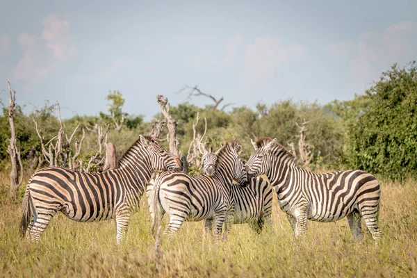 Eine Gruppe von Zebras, die sich im Gras festhalten. — Stockfoto