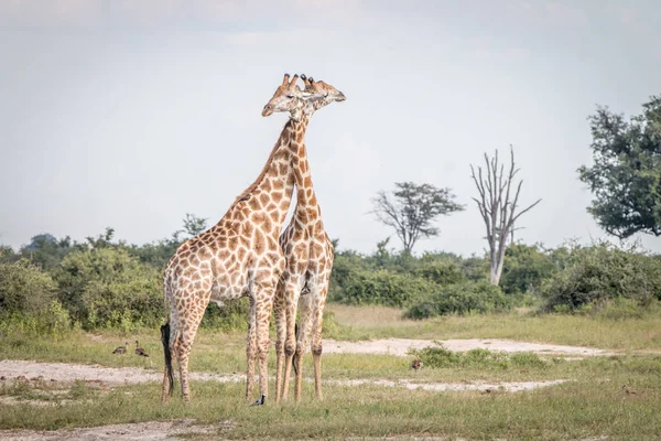 Zwei Giraffen, die im Gras kleben. — Stockfoto