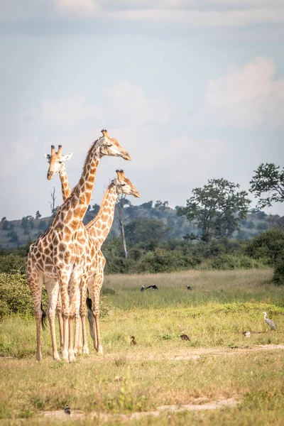 Tres jirafas que se unen en la hierba . — Foto de Stock