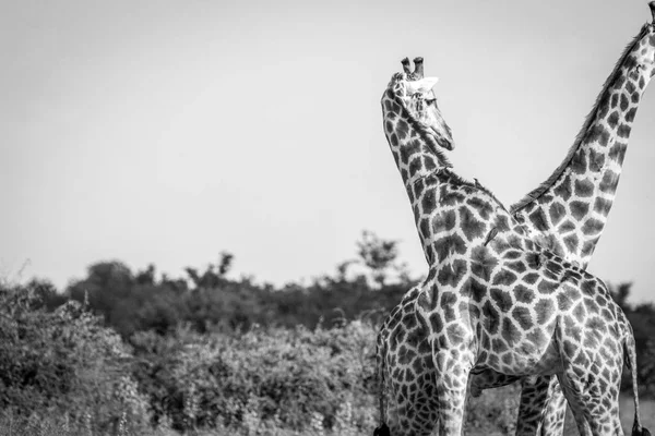 Жираф сближается с другим . — стоковое фото