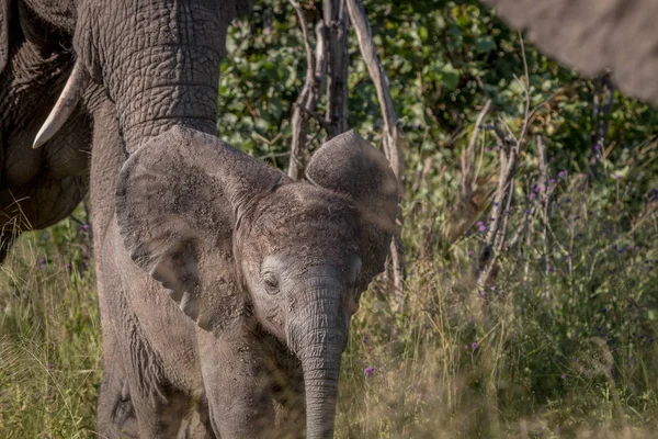 Молодий слон йде до камери . — стокове фото