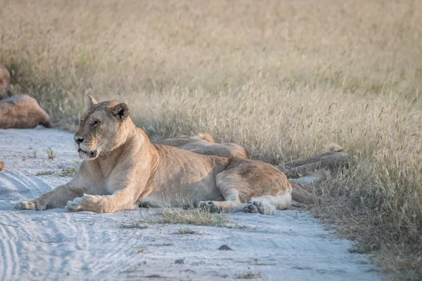 Lion laying in the sand in Chobe. — Stock Photo, Image