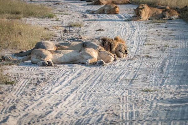 Deux Lions dormant sur la route . — Photo