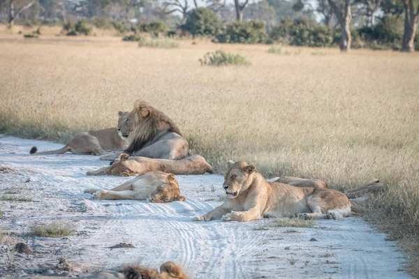 Lions śpiące na piaszczystej drodze. — Zdjęcie stockowe