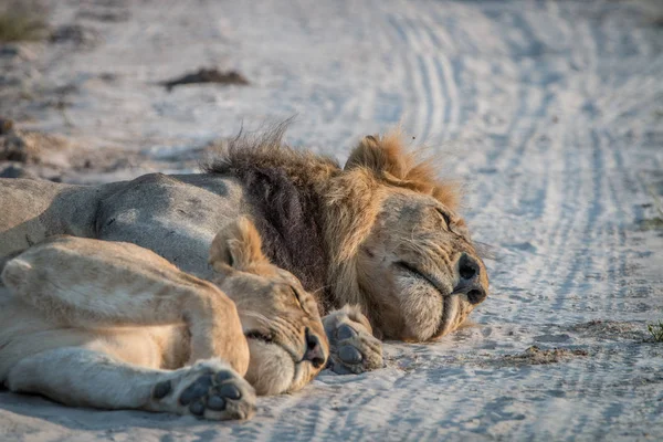 İki aslan yolda uyku. — Stok fotoğraf