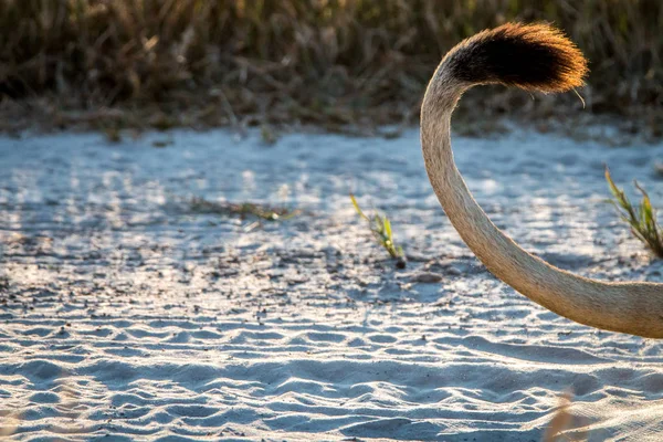 Gün batımı sırasında bir aslan kuyruğu, yakın çekim.