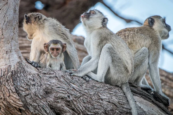 Plusieurs singes Vervet reposant sur un arbre . — Photo