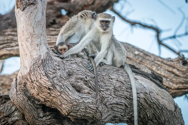 Zwei Affen, die sich auf einem Baum ausruhen. — Stockfoto