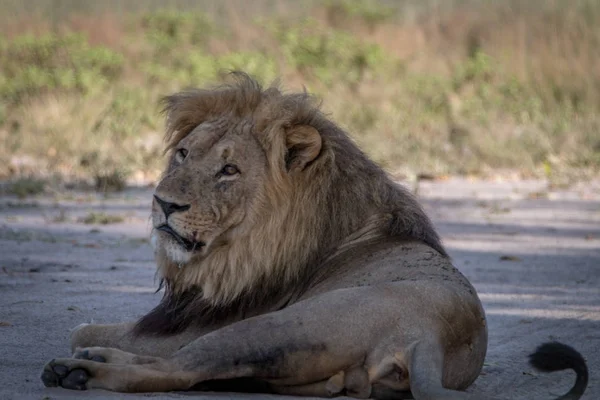 Un leone maschio che riposa sulla strada . — Foto Stock
