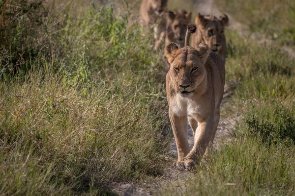 Een trots van leeuwen lopen op de weg. — Stockfoto