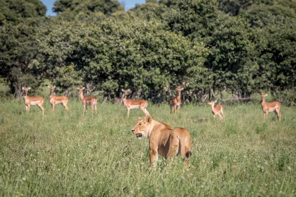 Ein Löwe mit Impalas im Hintergrund. — Stockfoto