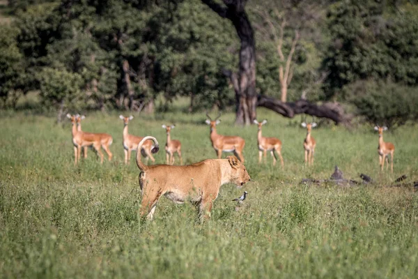 Ein Löwe mit Impalas im Hintergrund. — Stockfoto