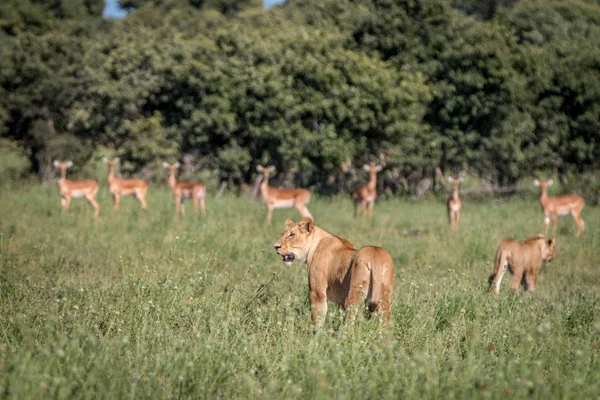 Een leeuw met Impalas op de achtergrond. — Stockfoto