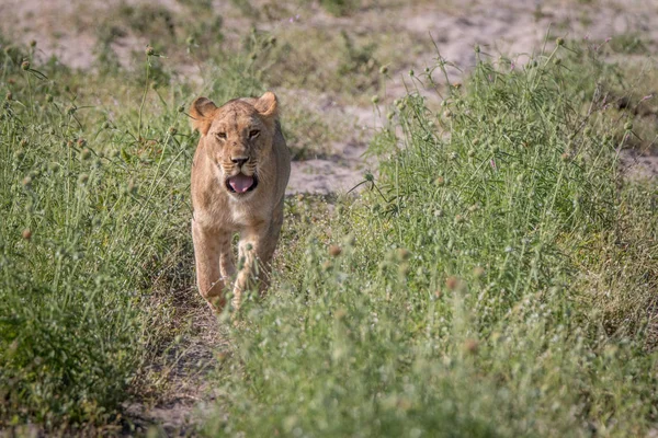 Ein Löwenjunges, das auf die Kamera zugeht. — Stockfoto