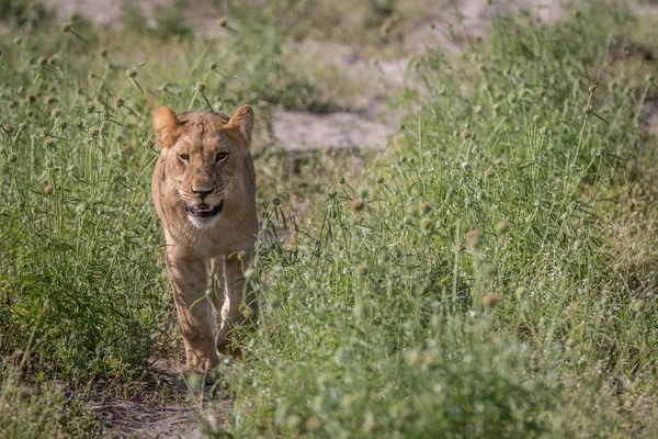 Un ourson Lion marche vers la caméra . — Photo