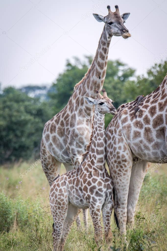A baby Giraffe bonding with the mother.
