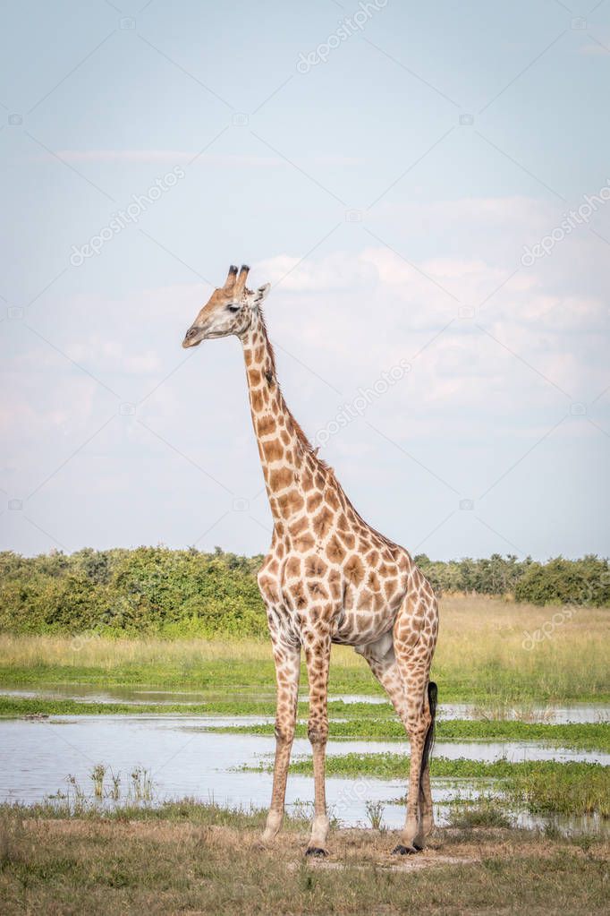 A Giraffe standing in the grass. 