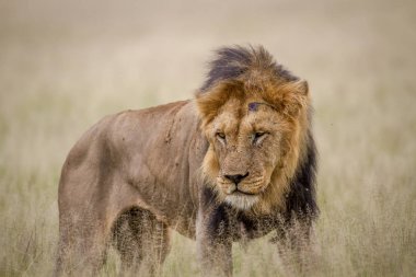 Büyük erkek aslan duran yüksek çim.