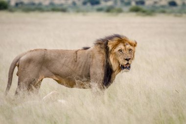 Büyük erkek aslan duran yüksek çim.