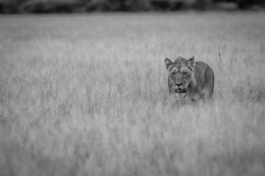 Kameranın doğru yürüyüş aslan.