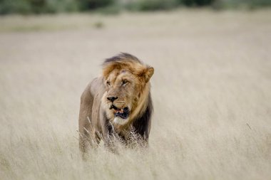 Büyük erkek aslan duran yüksek çim.