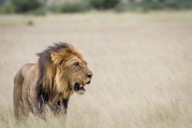 Büyük erkek aslan duran yüksek çim.