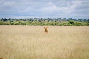 Aslan başı yüksek çim yapıştırma.