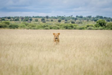 Aslan başı yüksek çim yapıştırma.