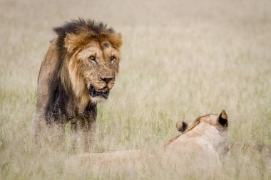 İki yüksek çim sonra çiftleşme aslan.
