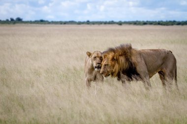 İki yüksek çim sonra çiftleşme aslan.