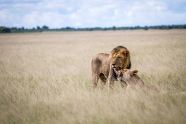 İki yüksek çim sonra çiftleşme aslan.