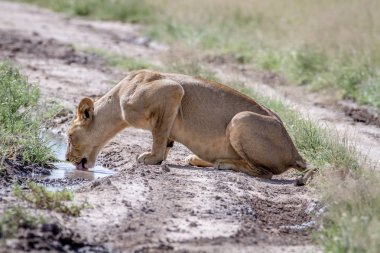 Yolun bir havuzda içme aslan.