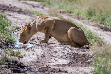 Yolun bir havuzda içme aslan.