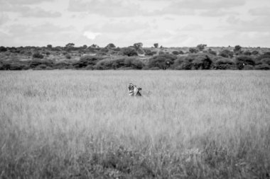 Çim yapışmasını esneme aslan kafa.
