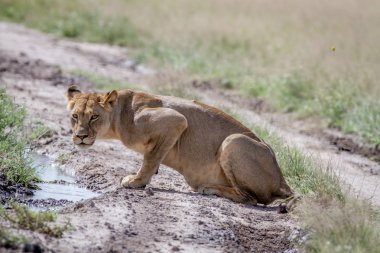 Oturarak ve kameraya yıldızı aslan.