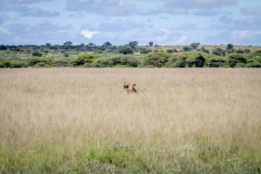 Çim yapışmasını esneme aslan kafa.
