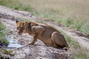 Oturarak ve kameraya yıldızı aslan.