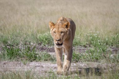 Kameranın doğru yürüyüş aslan.