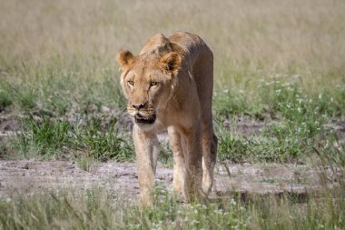 Kameranın doğru yürüyüş aslan.