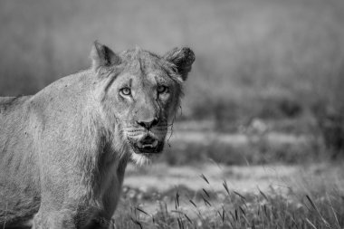 Kalahari'de yıldızı genç erkek aslan.