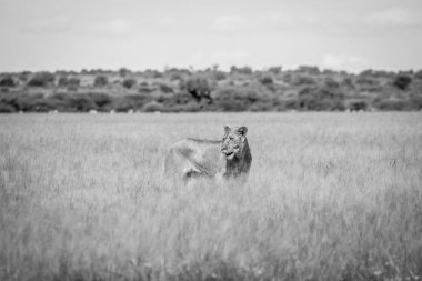 Aslan duran yüksek çim.