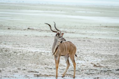 Erkek Kudu ayakta su havuzu.