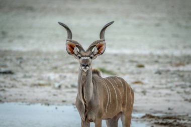 Erkek Kudu kameraya yıldızı.